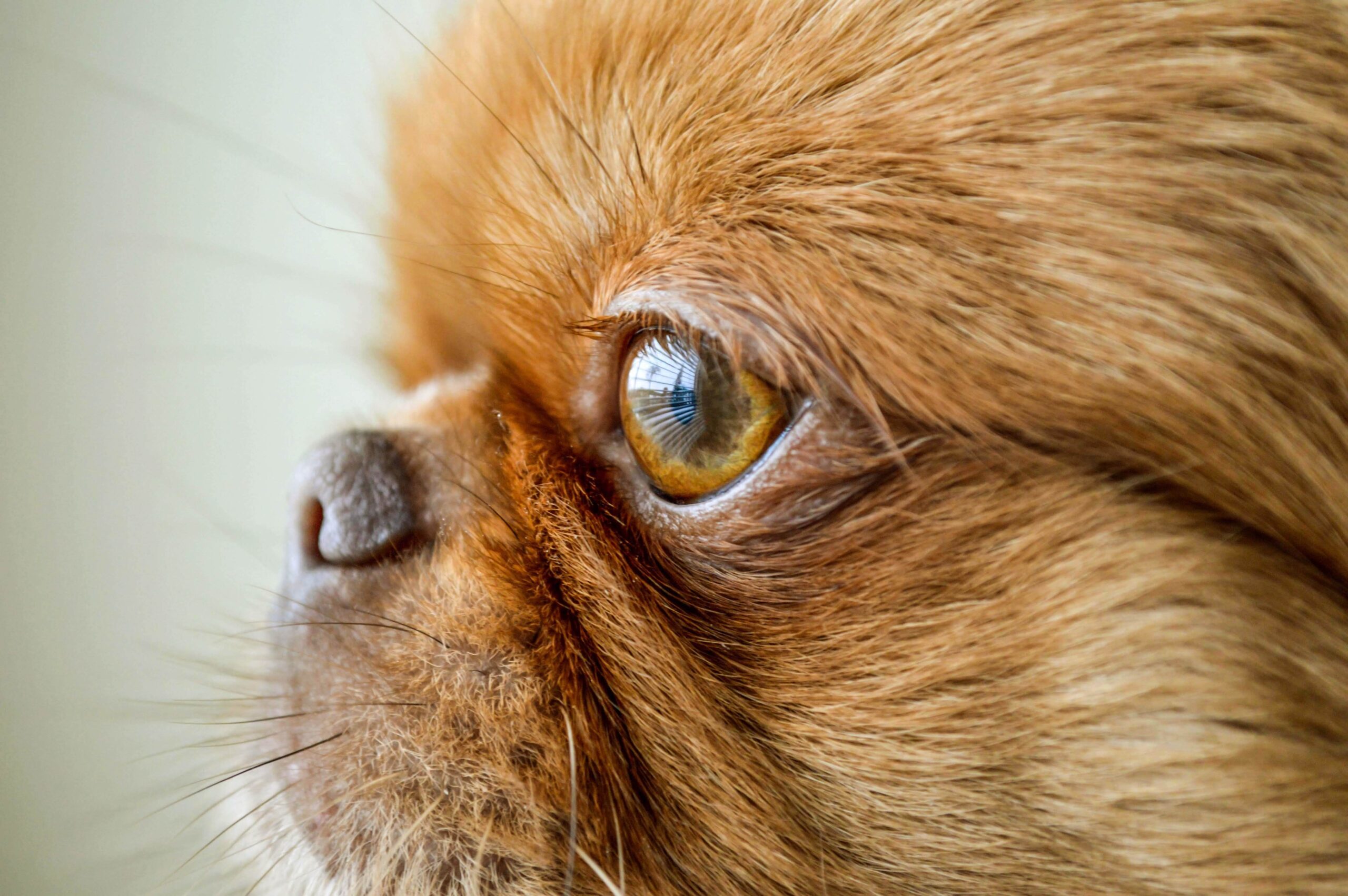 dog img